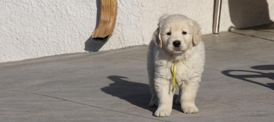 Cachorro Golden Retriever