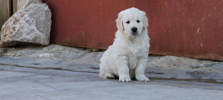 Cachorro Golden Retriever