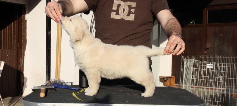 Golden Retriever Hembra Amarilla