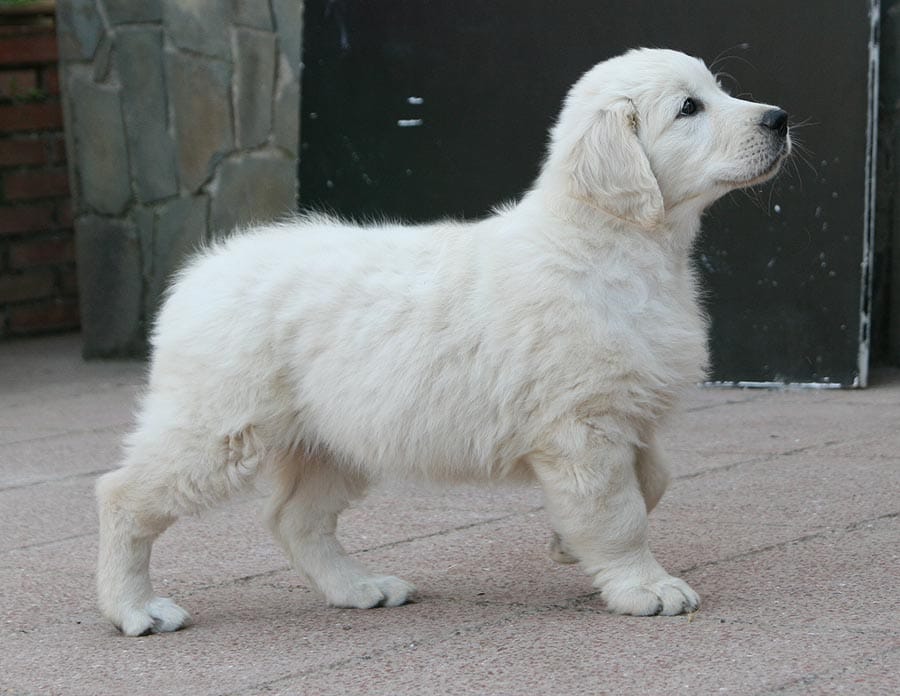 Golden Retriever en LunaBella